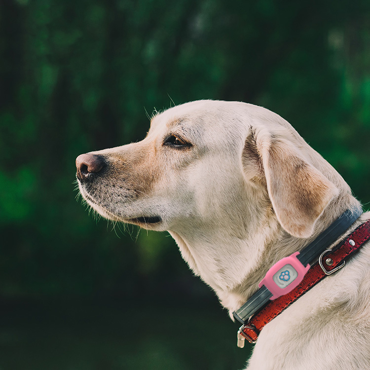 Best GPS Dog Collars