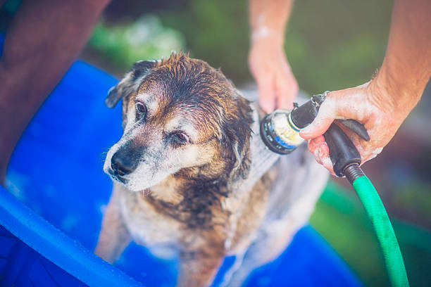 dog wash franchise in Australia