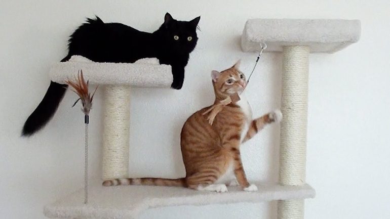 The Cat Tree King is an excellent place for your furry friend to play