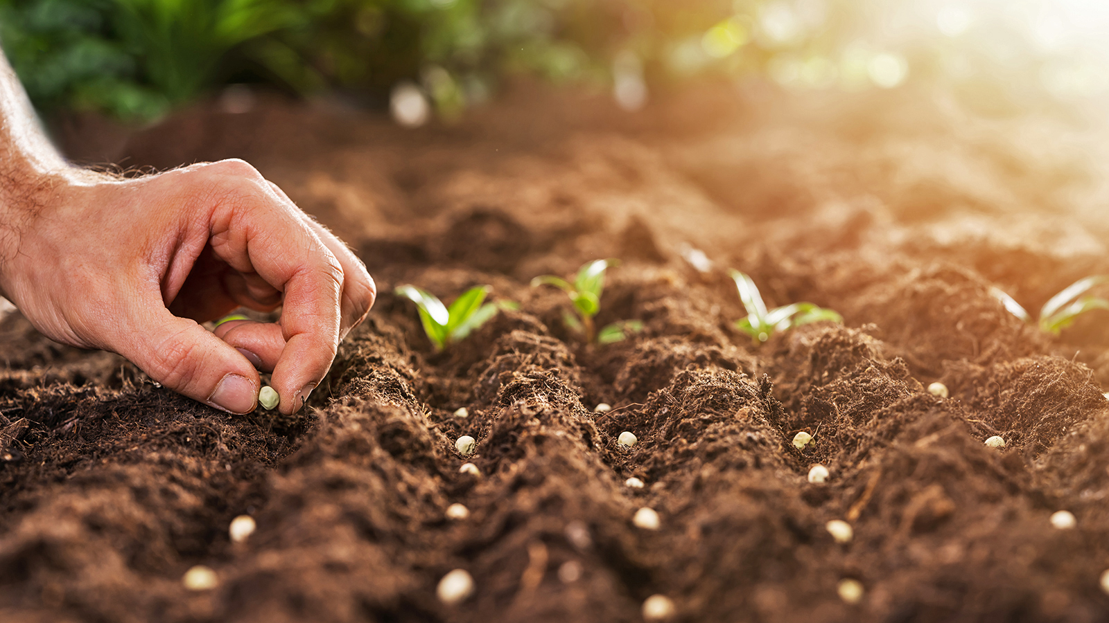 Growing stronger gardens starts with trusted seeds and simple choices