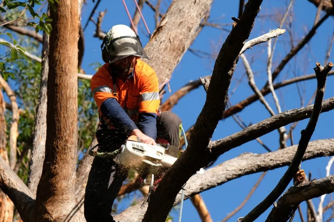 Tree service