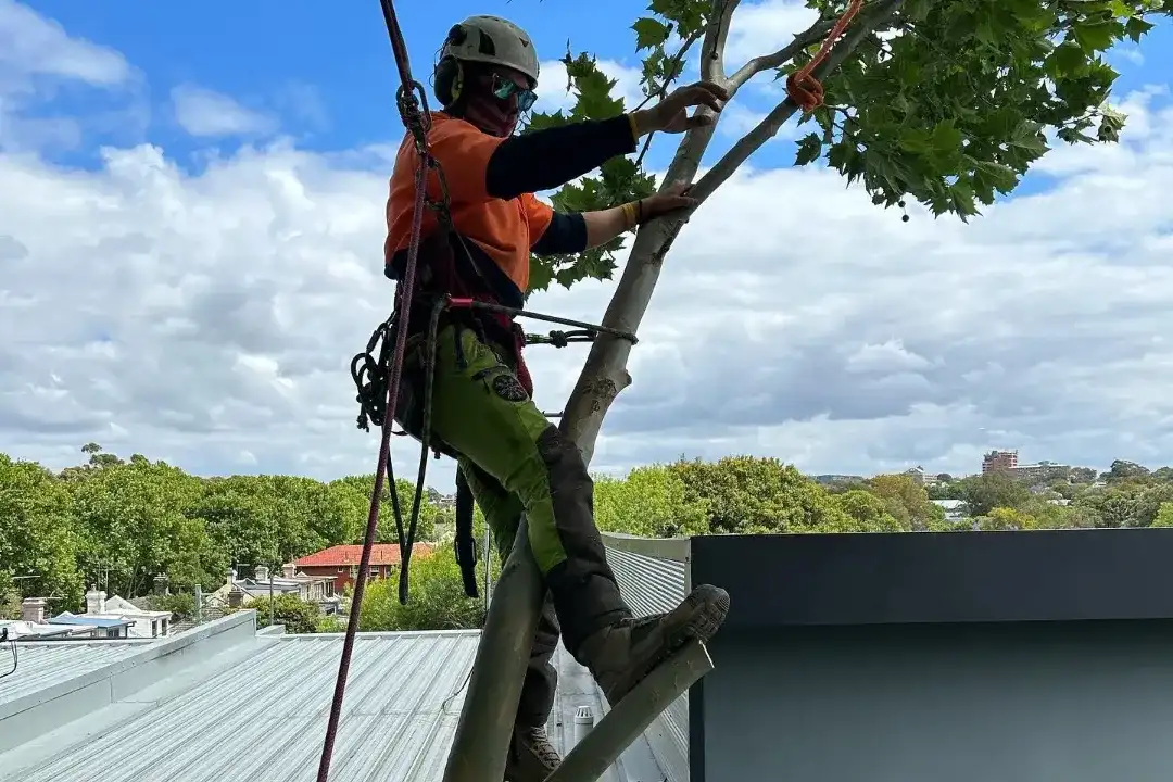 Tree service
